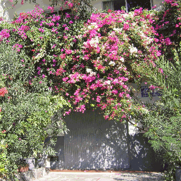 Blumengarage, Valle Gran Rey auf La Gomera